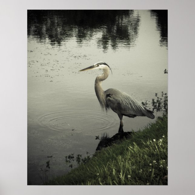 Marsh Bird on the Shore Poster (Framsidan)