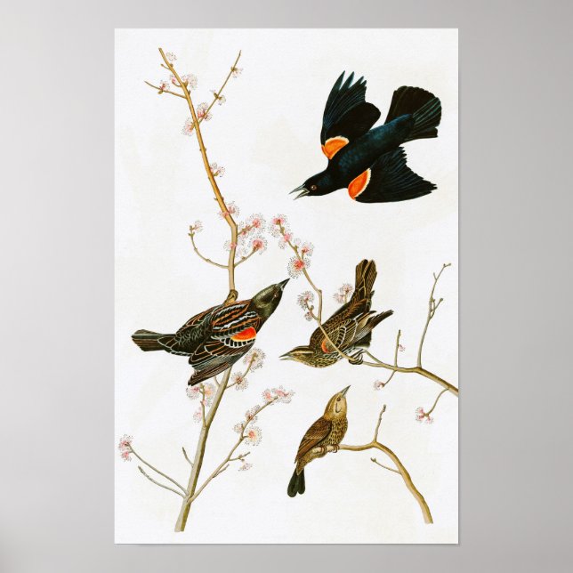 Marsh Blackbird John Audubon Birds of America Poster (Framsidan)
