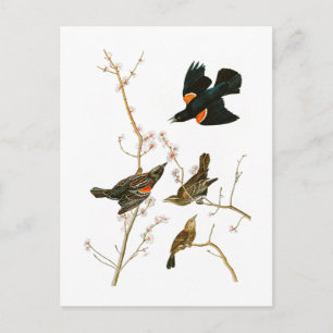Marsh Blackbird John Audubon Birds of America Vykort