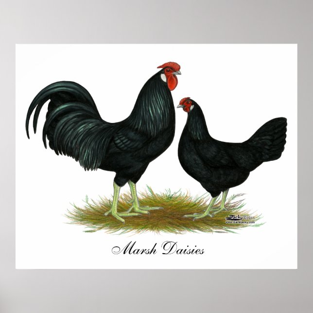 Marsh Daisy Chickens Poster (Framsidan)