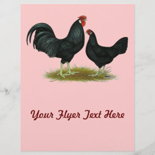 Marsh Daisy Chickens Reklamblad