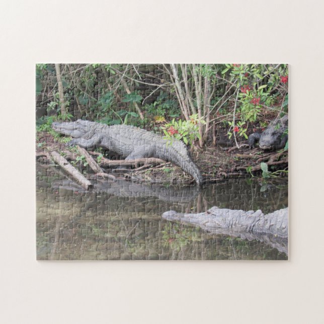 Marsh Gators - American Alligator Jigszle Puzzle Pussel (Horisontell)