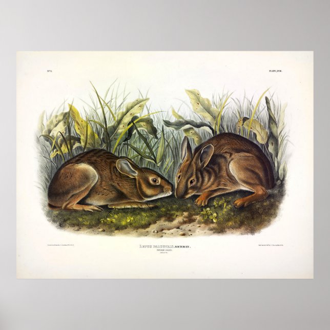 Marsh Hare, Marsh Rabbit av Audubon Poster (Framsidan)