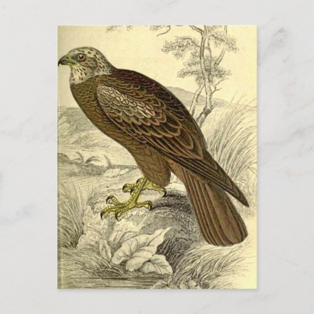 Marsh Harrier:  Vintage-jardins vykort (Framsida)