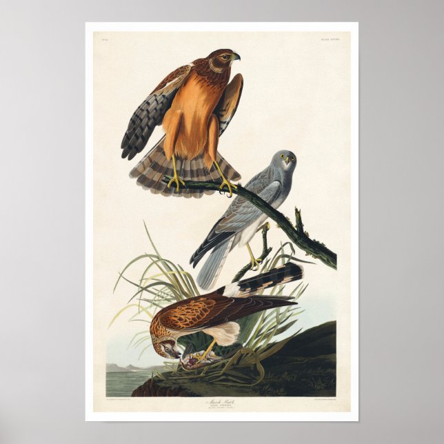 Marsh Hawk by Audubon Poster (Framsidan)