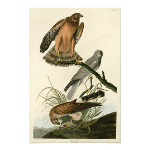 Marsh Hawk från Audubon's Birds of America Fototryck