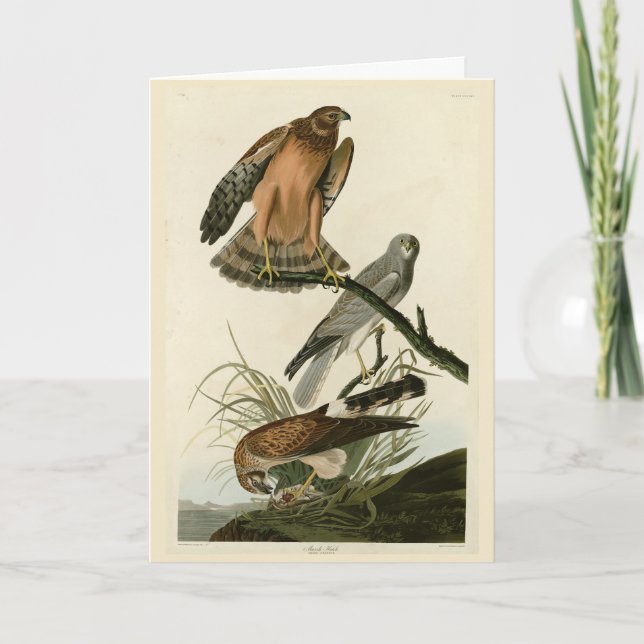 Marsh Hawk från Audubon's Birds of America Kort (Framsida)