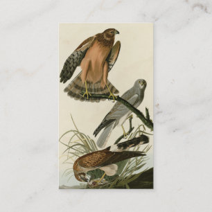 Marsh Hawk från Audubon's Birds of America Visitkort