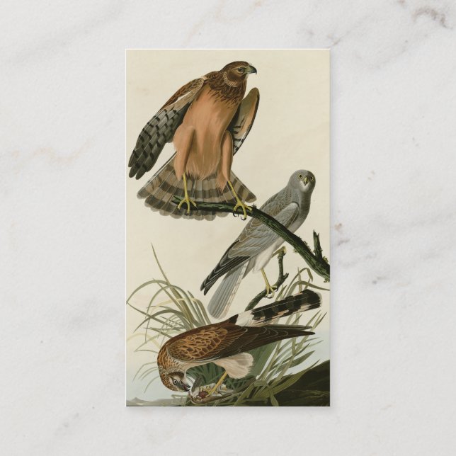 Marsh Hawk från Audubon's Birds of America Visitkort (Baksida)