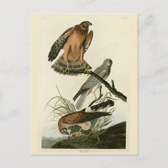 Marsh Hawk från Audubon's Birds of America Vykort (Framsida)