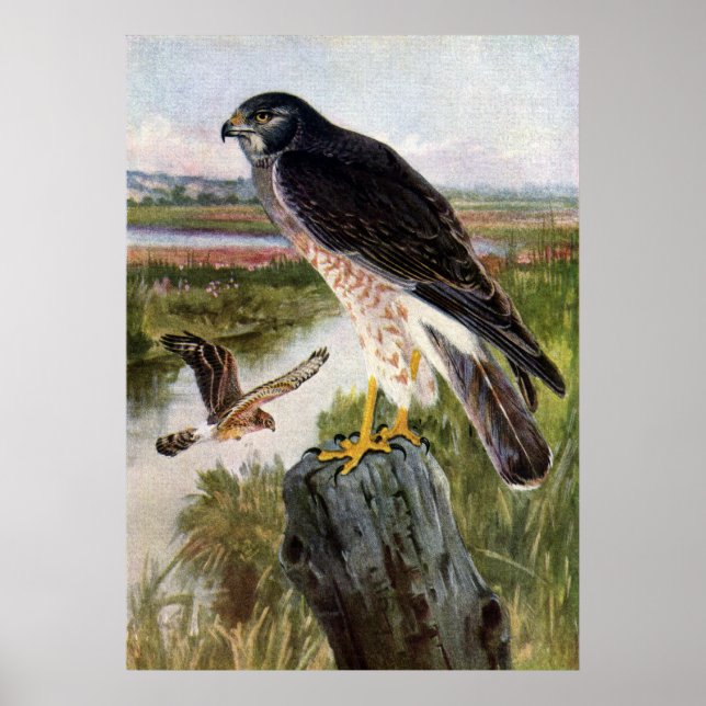 Marsh Hawk Poster (Framsidan)