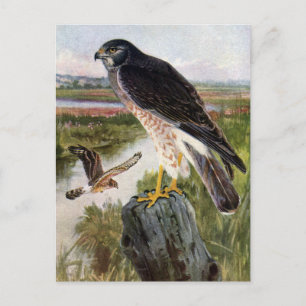 Marsh Hawk Vykort
