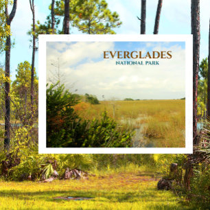 Marsh in Everglades nationalpark, Florida Vykort