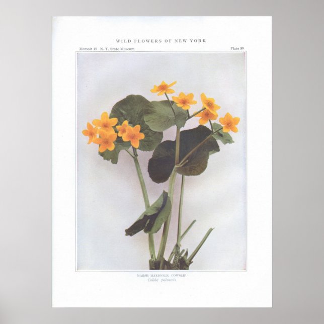 Marsh Marigold; Cowslin - Caltha palustris Poster (Framsidan)