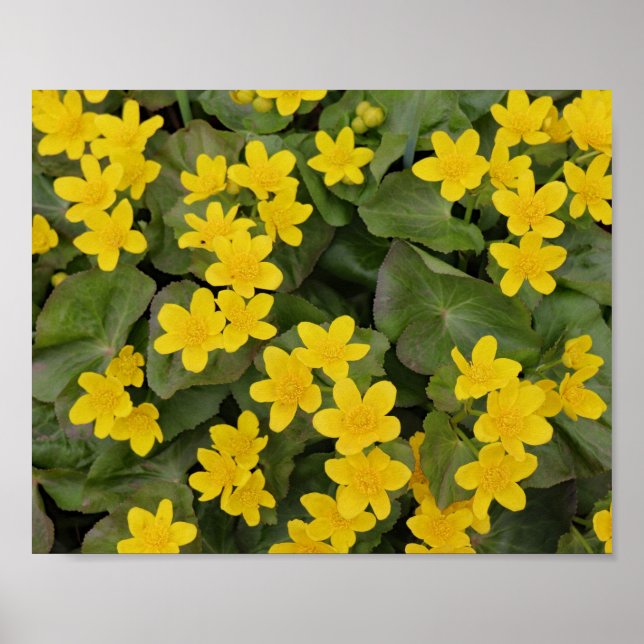 Marsh Marigold in Bloom Poster (Framsidan)