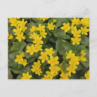 Marsh Marigold in Bloom Vykort