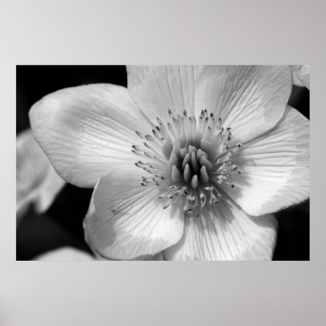 Marsh Marigold Poster (Framsidan)