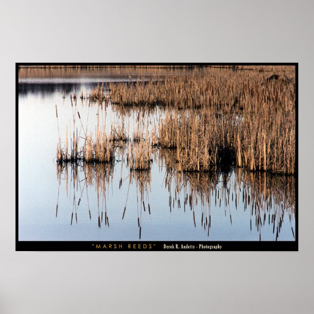 Marsh Reeds Poster (Framsidan)