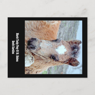 Marsh Tacky Horse Postcard Vykort