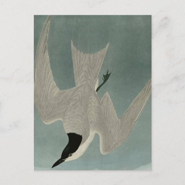 Marsh Tern Vykort (Framsida)