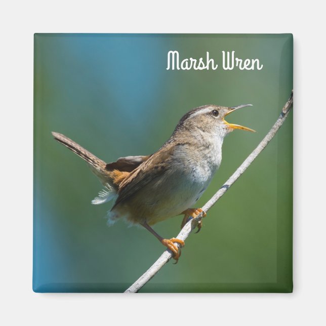 Marsh Wren Magnet (Framsidan)