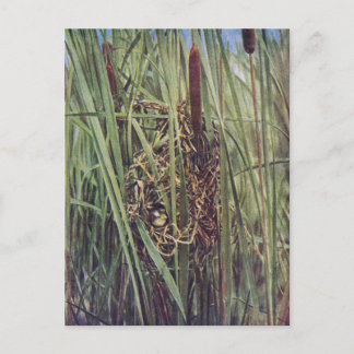 Marsh Wren Nest i Cattails Vykort