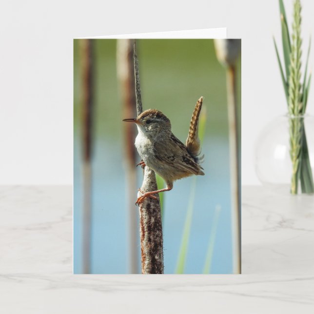 Marsh Wren Notecard Kort (Framsida)