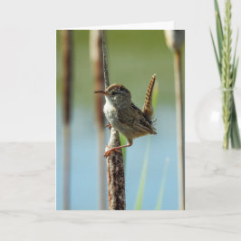 Marsh Wren Notecard Kort
