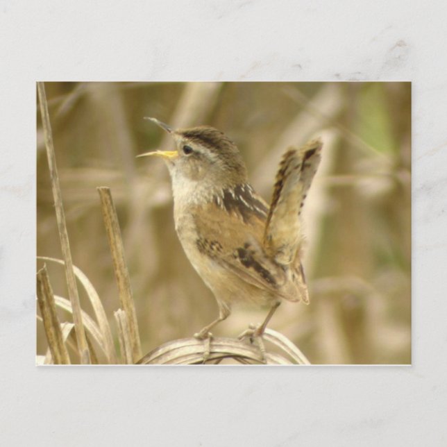 Marsh Wren Postcard Vykort (Framsida)