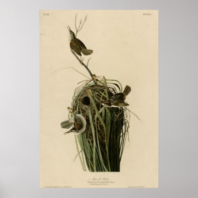 Marsh Wren Poster (Framsidan)