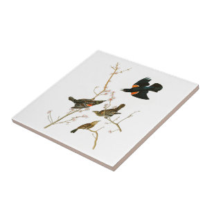 MarshBlackbirdJohn Audubon fåglar av Amerika Kakelplatta