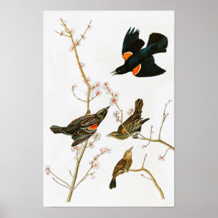 MarshBlackbirdJohn Audubon fåglar av Amerika Poster