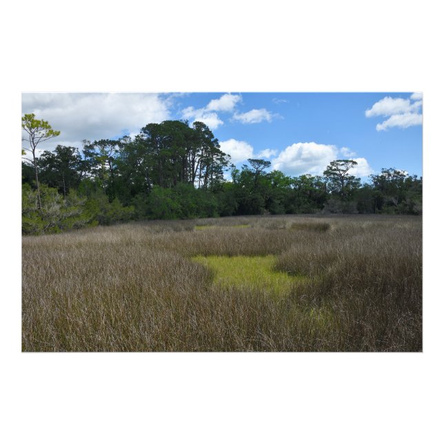 marshland Florida Fototryck (Framsidan)