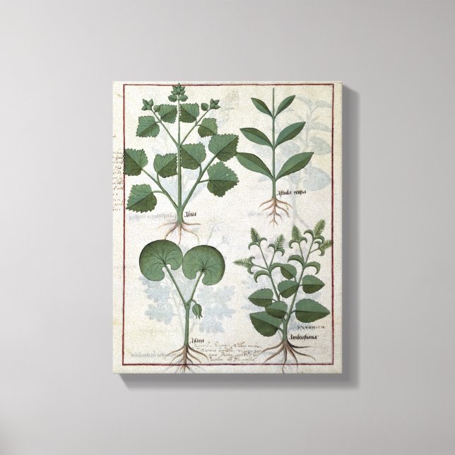 Marshmallow & Hastula Regia Asarabacca & Canvastryck (Framsida)