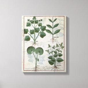 Marshmallow & Hastula Regia Asarabacca & Canvastryck