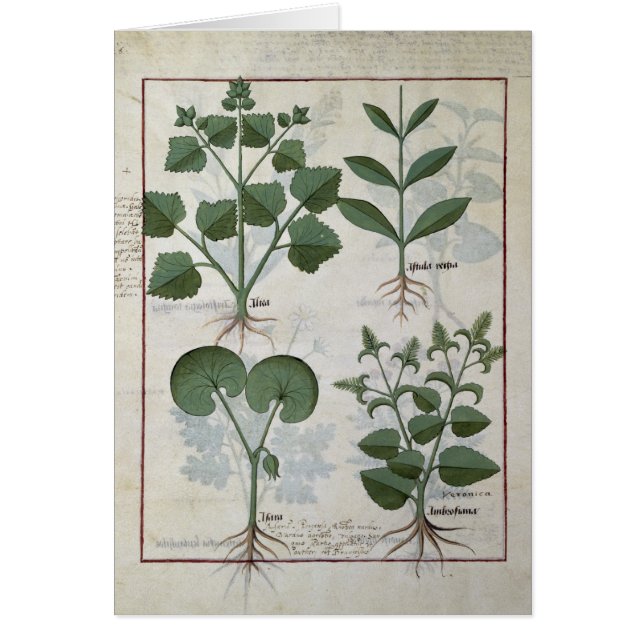 Marshmallow & Hastula Regia Asarabacca & Hälsningskort (Framsidan)