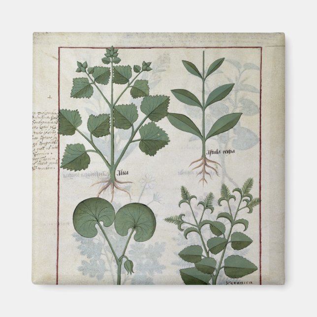 Marshmallow & Hastula Regia Asarabacca & Magnet (Framsidan)