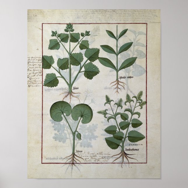 Marshmallow & Hastula Regia Asarabacca & Poster (Framsidan)