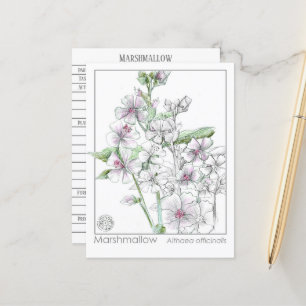 Marshmallow Materia Medica Herbal Study Card Vykort