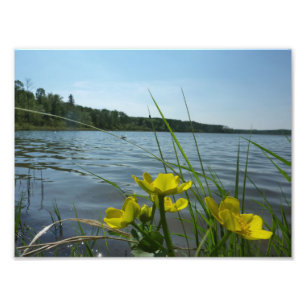 Marshringblomman blommar vid lakesiden fototryck