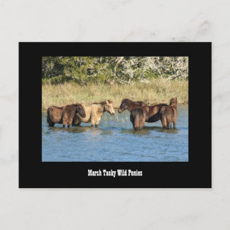 Marshy Tacky Ponies Postcard Vykort