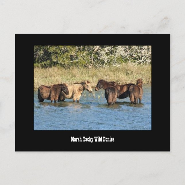 Marshy Tacky Ponies Postcard Vykort (Framsida)