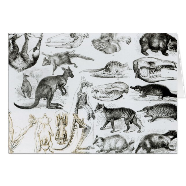 Marsupialia Monetremata, Edentata Hälsningskort (Framsidan Horizontal)