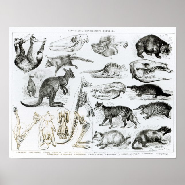 Marsupialia, Monetremata, Edentata Poster (Framsidan)