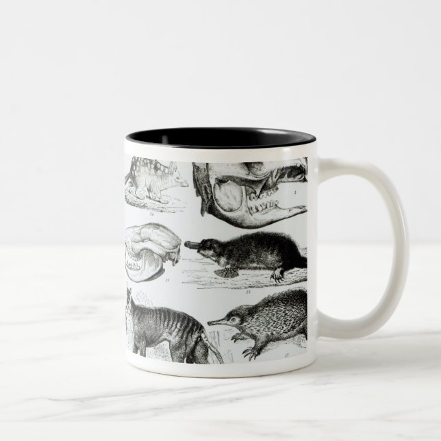 Marsupialia Monetremata, Edentata Två-Tonad Mugg (Höger)