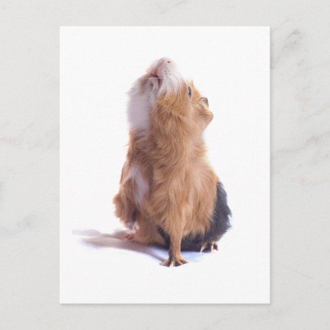 marsvin, vykort (Framsida)