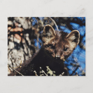 Marten i Spruce träd Vykort