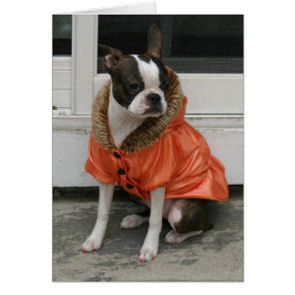 Martha jackar vintern hälsningskort