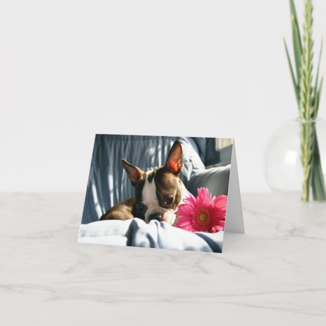 Martha och Gerber Daisy Kort (Framsida)