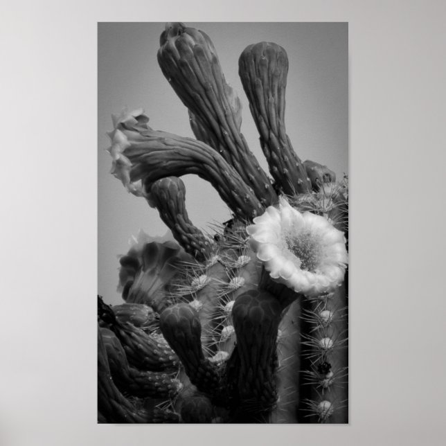 Martian Blooms Poster (Framsidan)